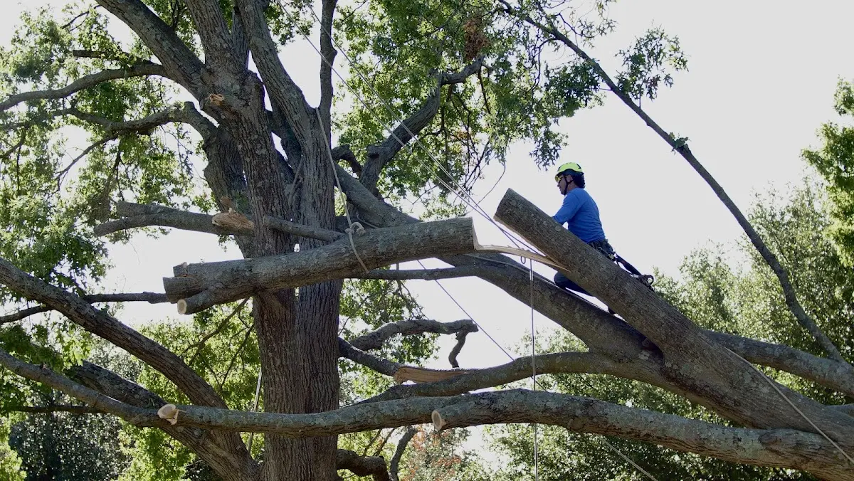 Professional Hazardous Tree Removal performed by certified arborists in Sinks Grove