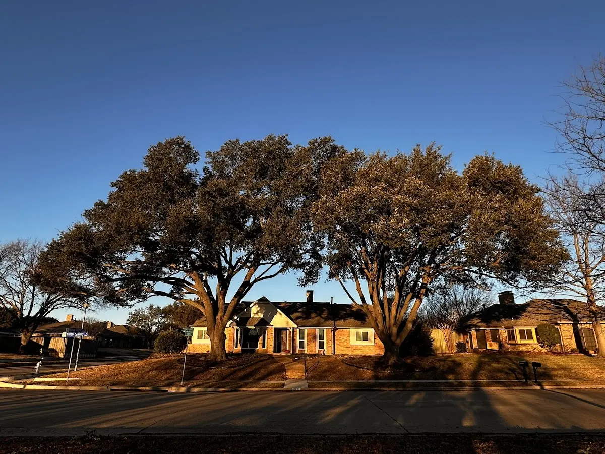 Established residential canopy tree shading a home in Sinks Grove